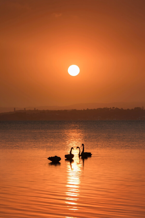 Ducks and Sunset at Lake Macquarie
