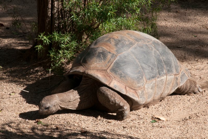 Closeup view of tortoise