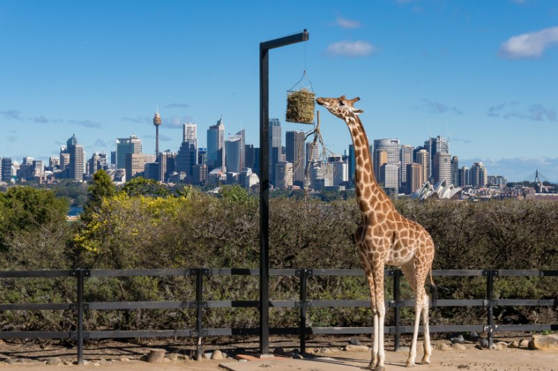 Giraffe in Taronga Zoo