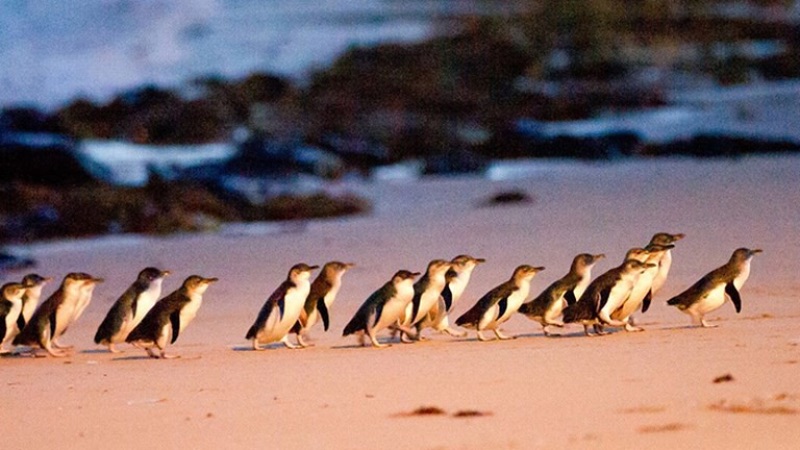 penguin parade on Phillip Island 