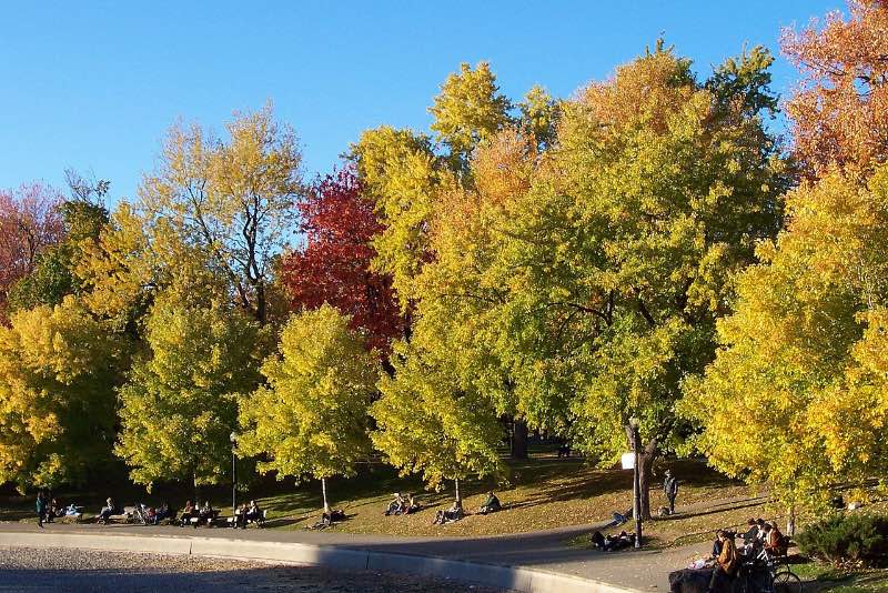 Parc Lafontaine Sydney Australia in autumn