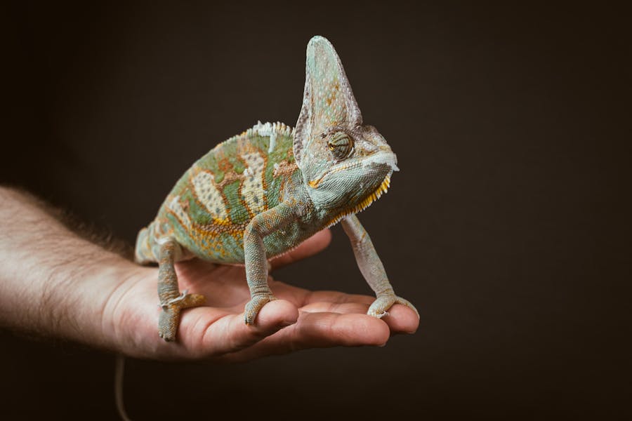 Caring for a chameleon
