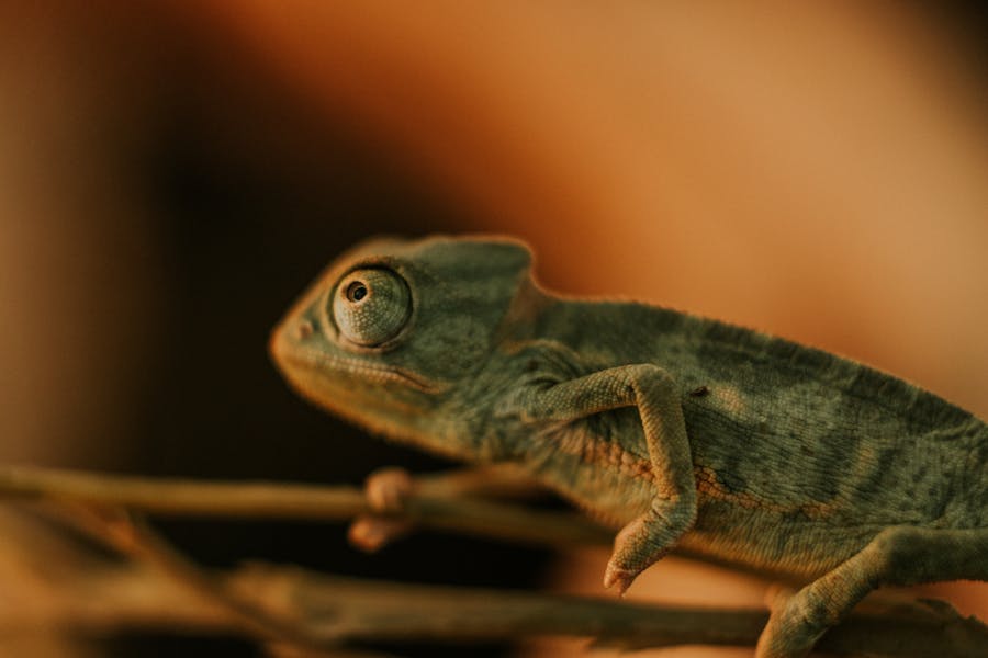 Legal status of chameleons in Australia