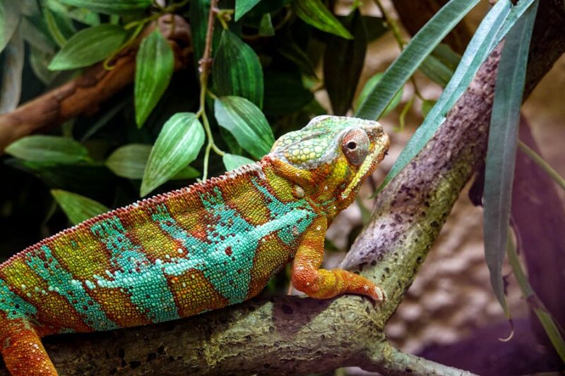 Owning a chameleon as a pet in Australia