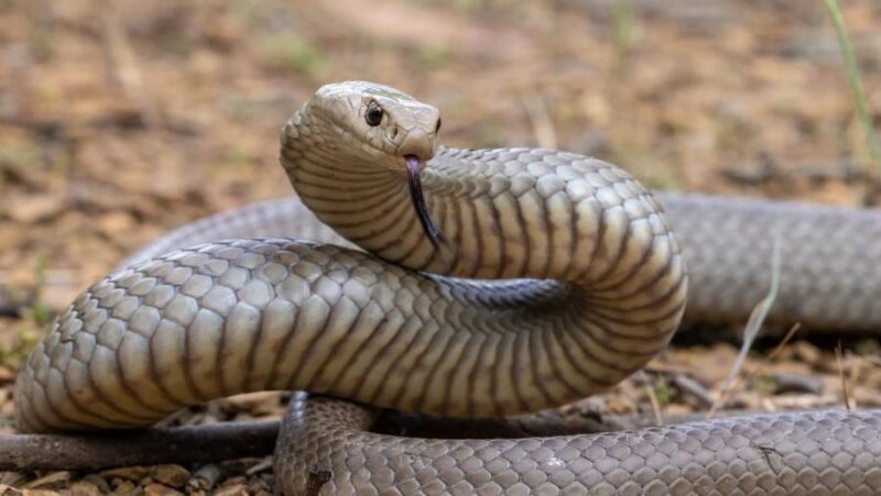 Staying Safe Around Snakes
