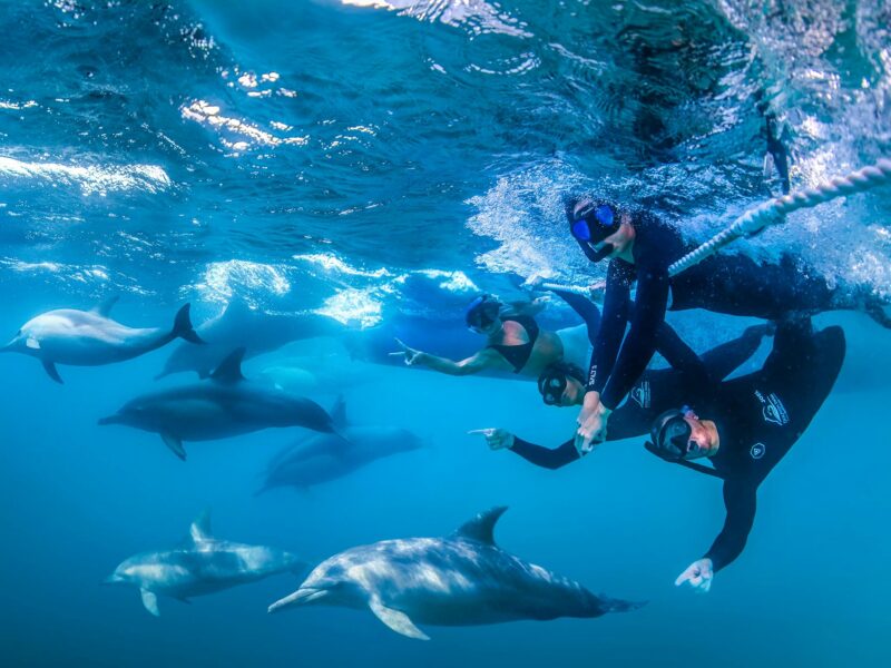 Swim with Dolphins in Sydney