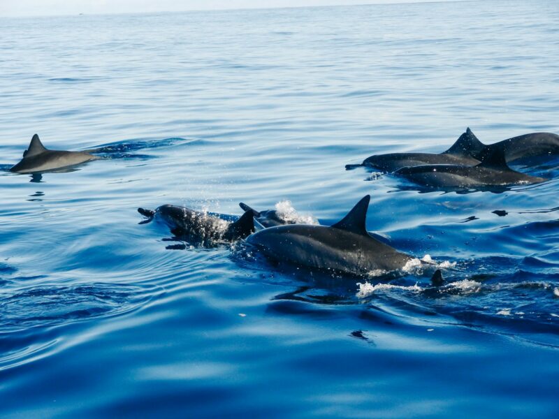 The Role of Dolphins in the Ocean