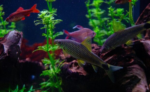 What Size Tank Do I Need for 20 Fish