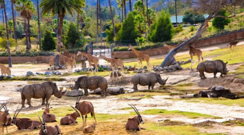 What is the #1 zoo in the USA? 3 Why San Diego Zoo is the #1 zoo in the USA