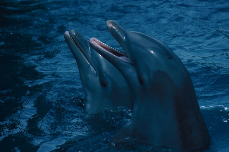 Why are dolphins important to the ocean