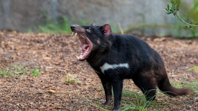 What is the #1 zoo in the USA? 4 Zoos NSW