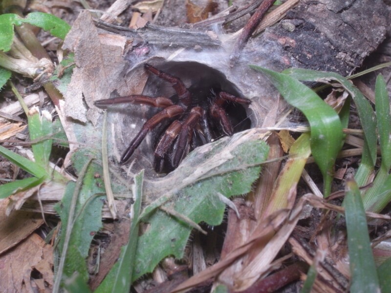 How often can you see a spider in Sydney? 1 Close-up of the Australian Sydney funnel-web spider hiding on its nest