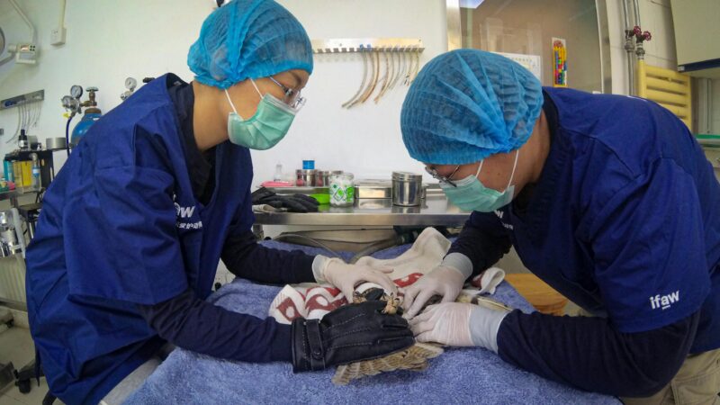 Why are veterinarians underpaid in Australia? The average salary of a normal Australian is 80k but a vet earns 66k according to PayScale. Why? 1 Why are veterinarians underpaid in Australia?