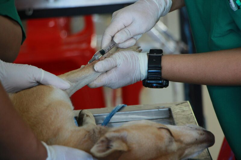Why are veterinarians underpaid in Australia? The average salary of a normal Australian is 80k but a vet earns 66k according to PayScale. Why? 2 Vet Vaccinating Adult Tan Pit Bull Terrier