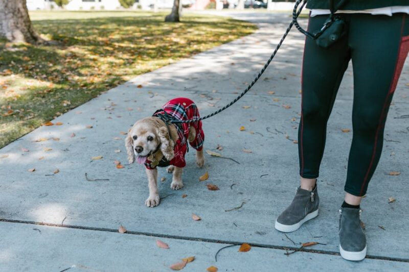 What odd jobs are highly paid in Sydney, Australia? 1 Person Waling on Path with a Dog