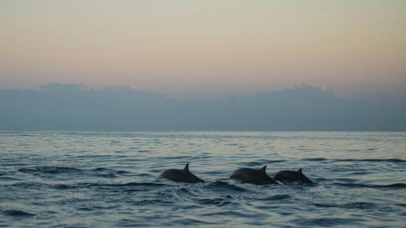 Interesting Facts About Bottlenose Dolphins