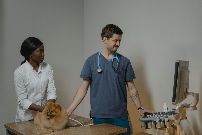 Why are veterinarians underpaid in Australia? The average salary of a normal Australian is 80k but a vet earns 66k according to PayScale. Why? 3 Veterinarian Checking Up the Dog Using an Ultrasound Machine