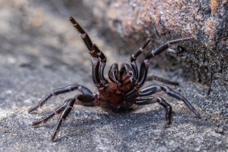 How often can you see a spider in Sydney? 2 Close-up of a poisonous funnel-web spider showing fangs with venom in Australia