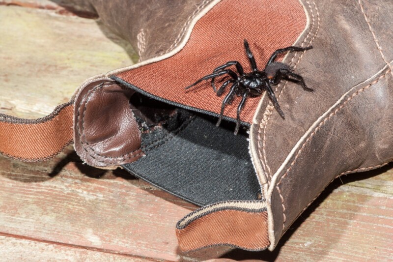 How often can you see a spider in Sydney? 3 Close-up of a poisonous Sydney funnel-web spider on top of a shoe in Australia