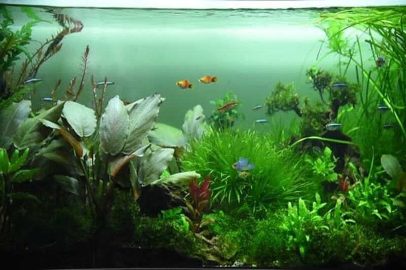 How big is a 20 long aquarium? 1 20 long aquarium