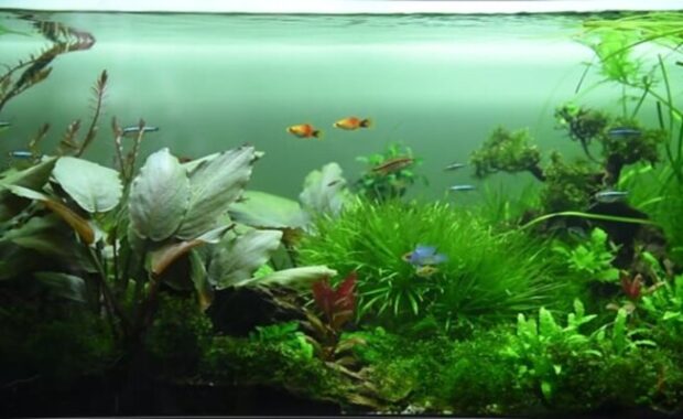 20 long aquarium