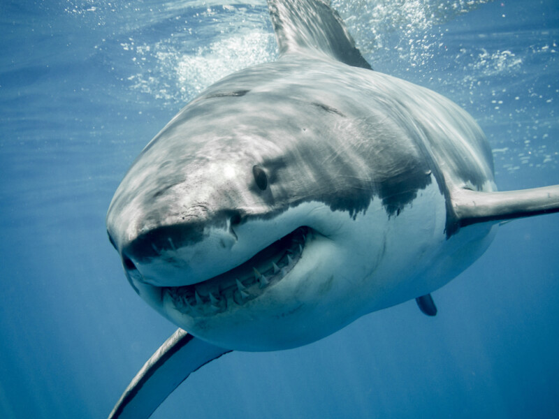 Great white shark smiling