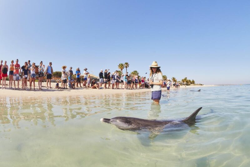 Monkey Mia, Western Australia