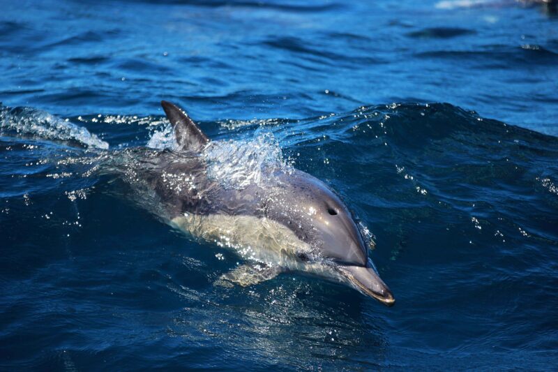 Port Stephens, New South Wales