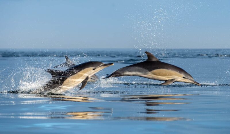 What is the fastest dolphin in the world