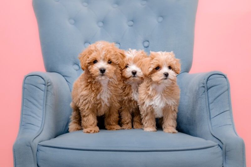 Adorable Maltese and Poodle mix Puppies