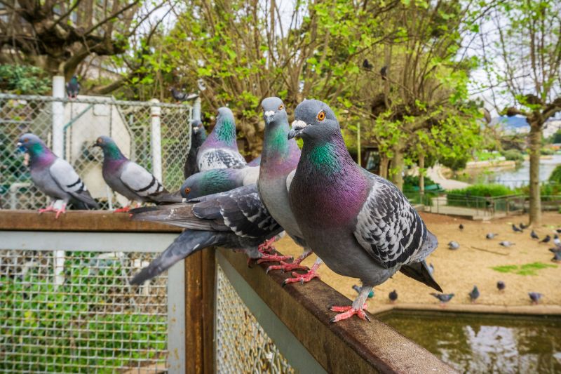 Group  of pigeons waiting for treats