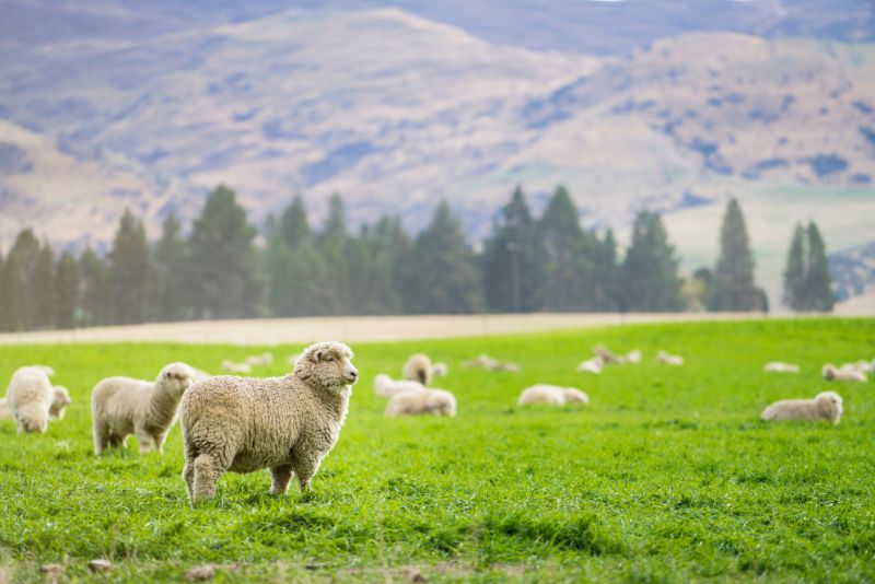 Sheep in New Zealand