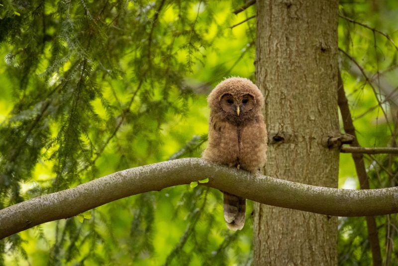 Baby owl on a tree