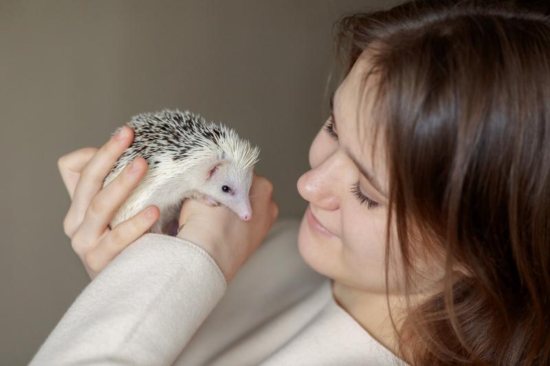 Girl holds cute hedgehog in her hands