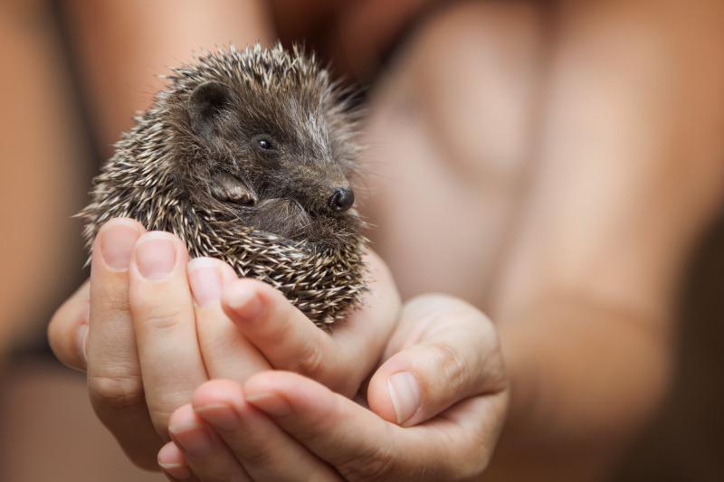 Little hedgehog pet