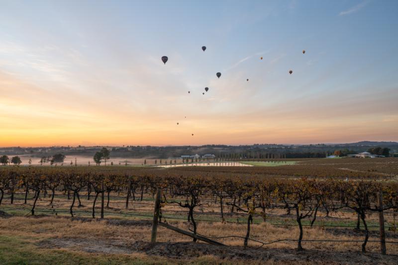 Balloons over vineyards