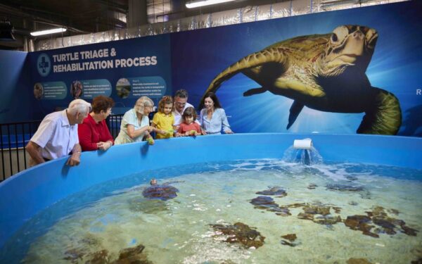 Cairns aquarium Turtle Hospital tour and entrance ticket