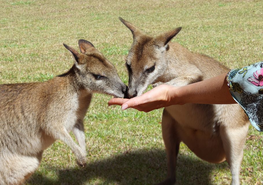 Feeding animals in Kuranda