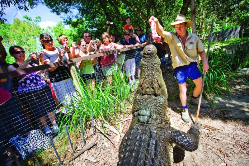 Feeding crocs at the Hartley's Crocodile Adventures Park