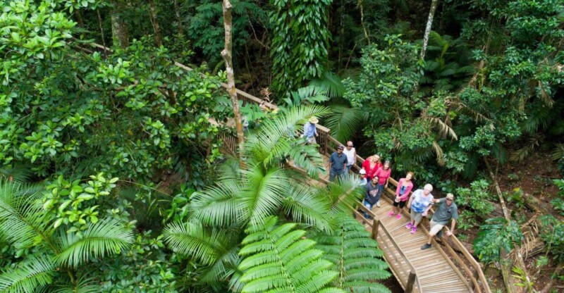 Full-day Cape Tribulation, Daintree and Mossman Gorge tour