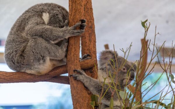 Koala and river cruise