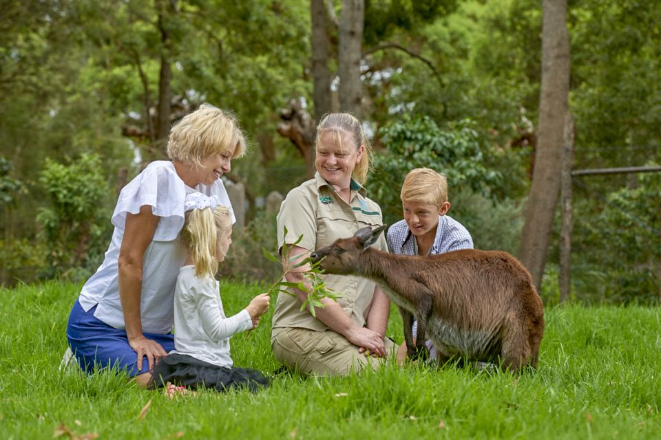 Tourists feeding kangaroo at Healesville Sanctuary in Australia