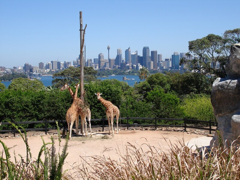 Taronga Zoo: Australia's Premier Wildlife Destination