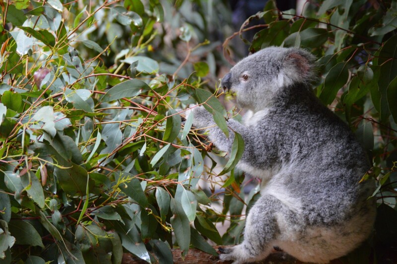 Australia Zoo: The Famous Wildlife Sanctuary in Australia