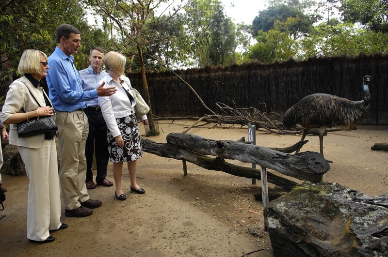 Birds and Reptiles