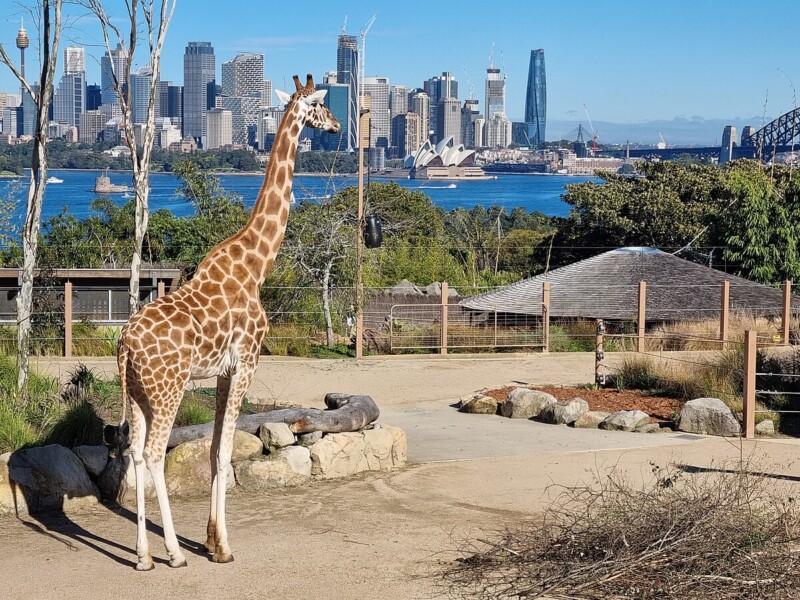 Taronga Zoo Sydney Overview