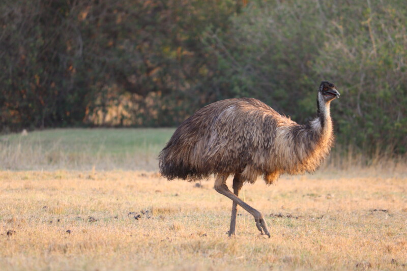 The Emu (Dromaius novaehollandiae) walking in the field