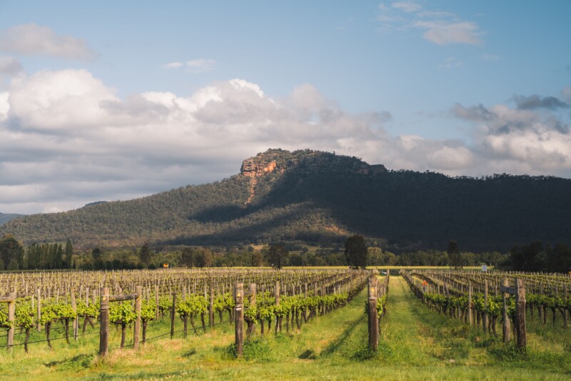 Landscape view of the vineyard in Hunter Valley, NSW