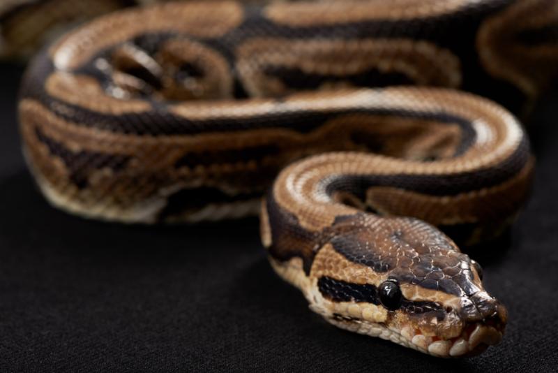 Stimson's python up close shot