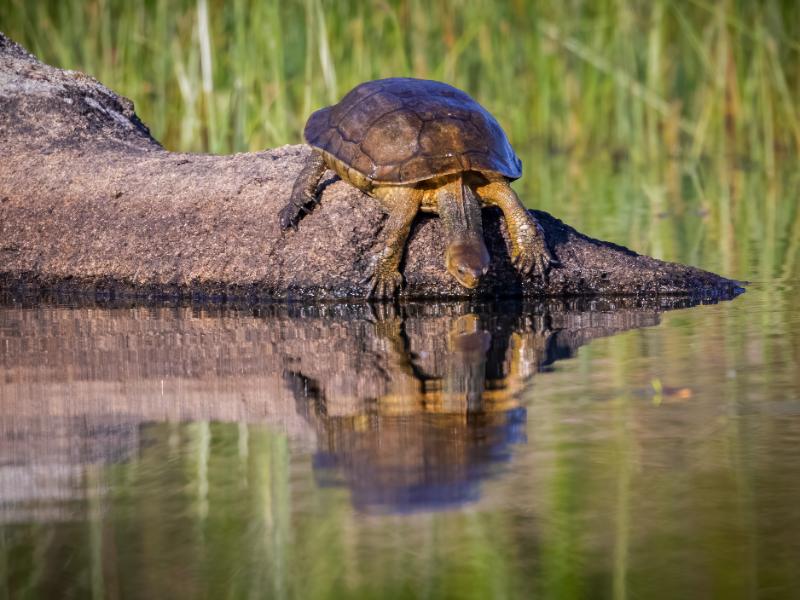 Western Swamp Tortoise